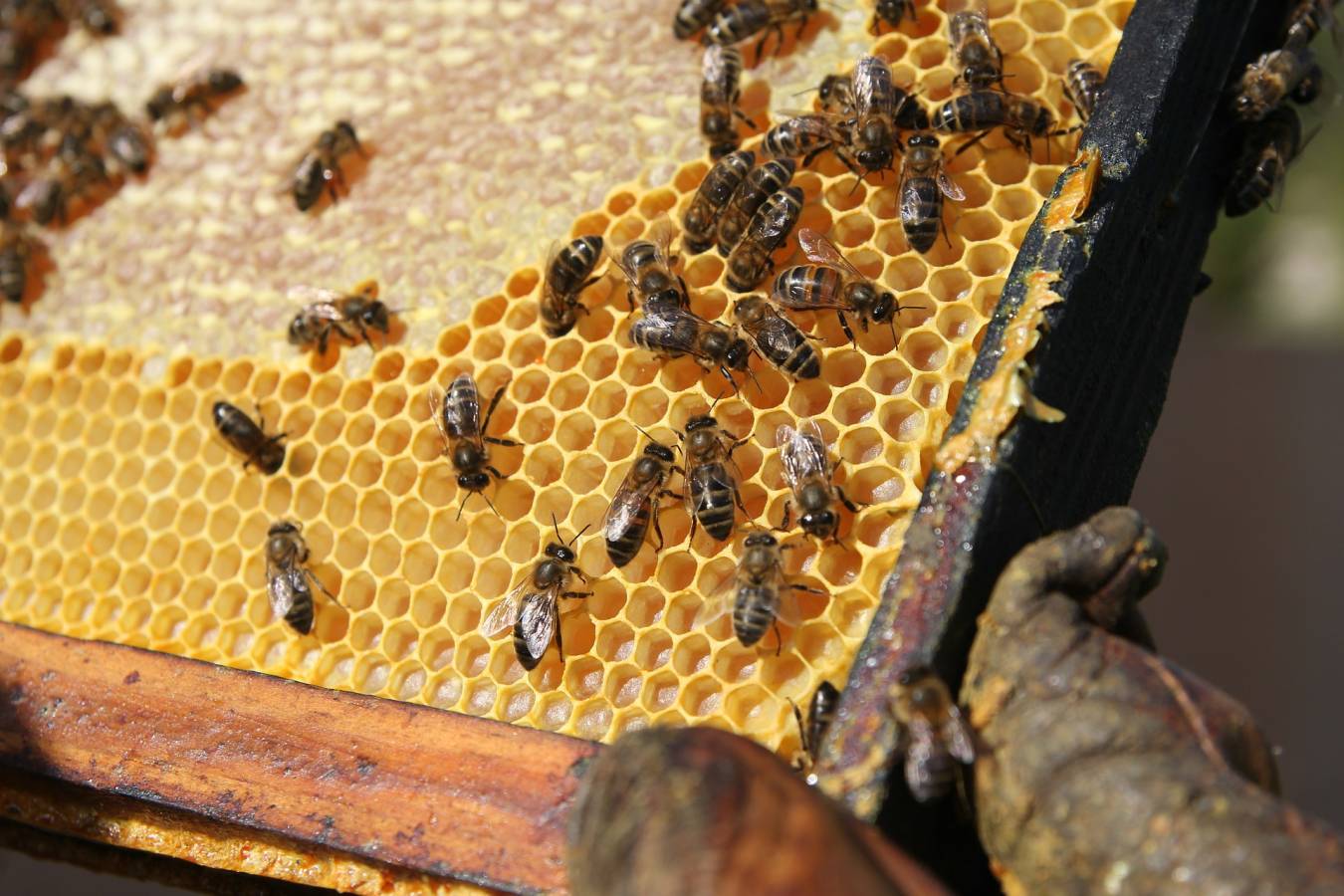 Organiczne Pszczelarstwo: Praktyczne Wzczówki dla Udanej i Zędłużenej Działalności